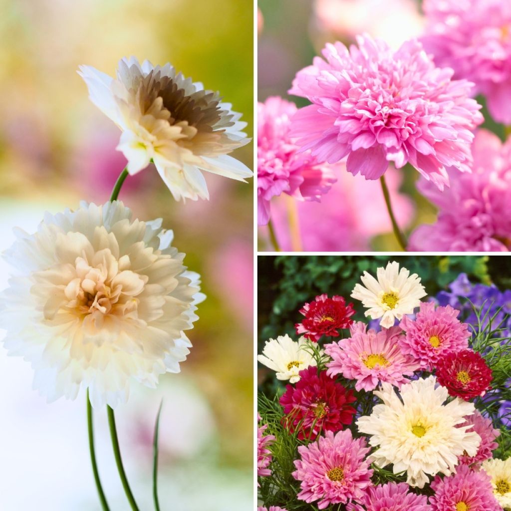 Coleção de Sementes de 3 Cosmos Duplos