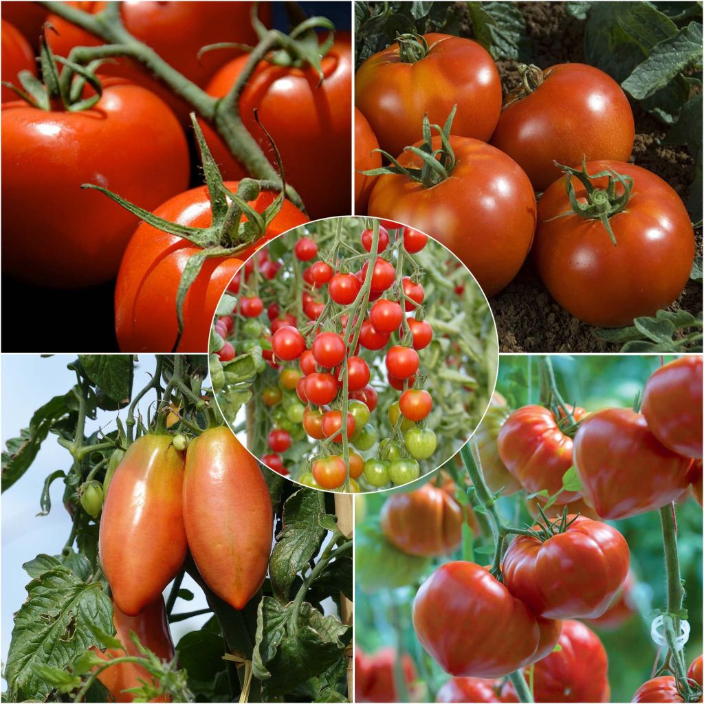 Coleção de 5 Tomates Indispensáveis em Planta