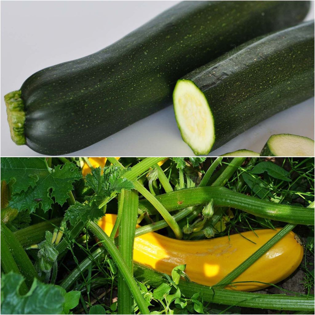 Coleção duo de 2 plantas de courgette ENXERTADAS