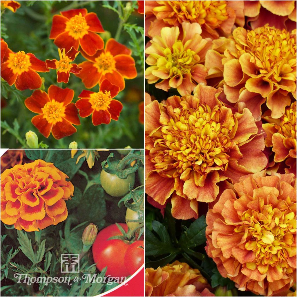 Coleção de Sementes de Tagetes
