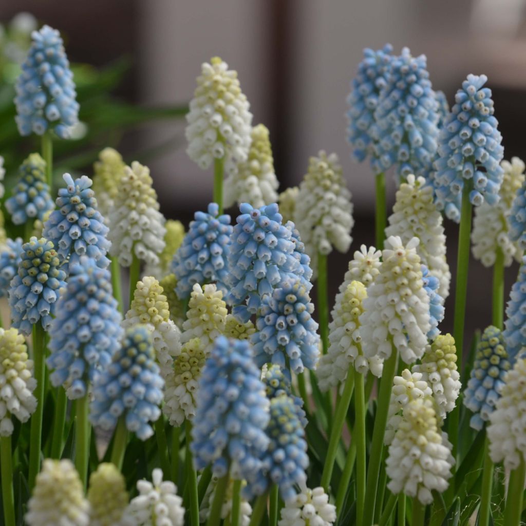 Coleção Muscari Magic
