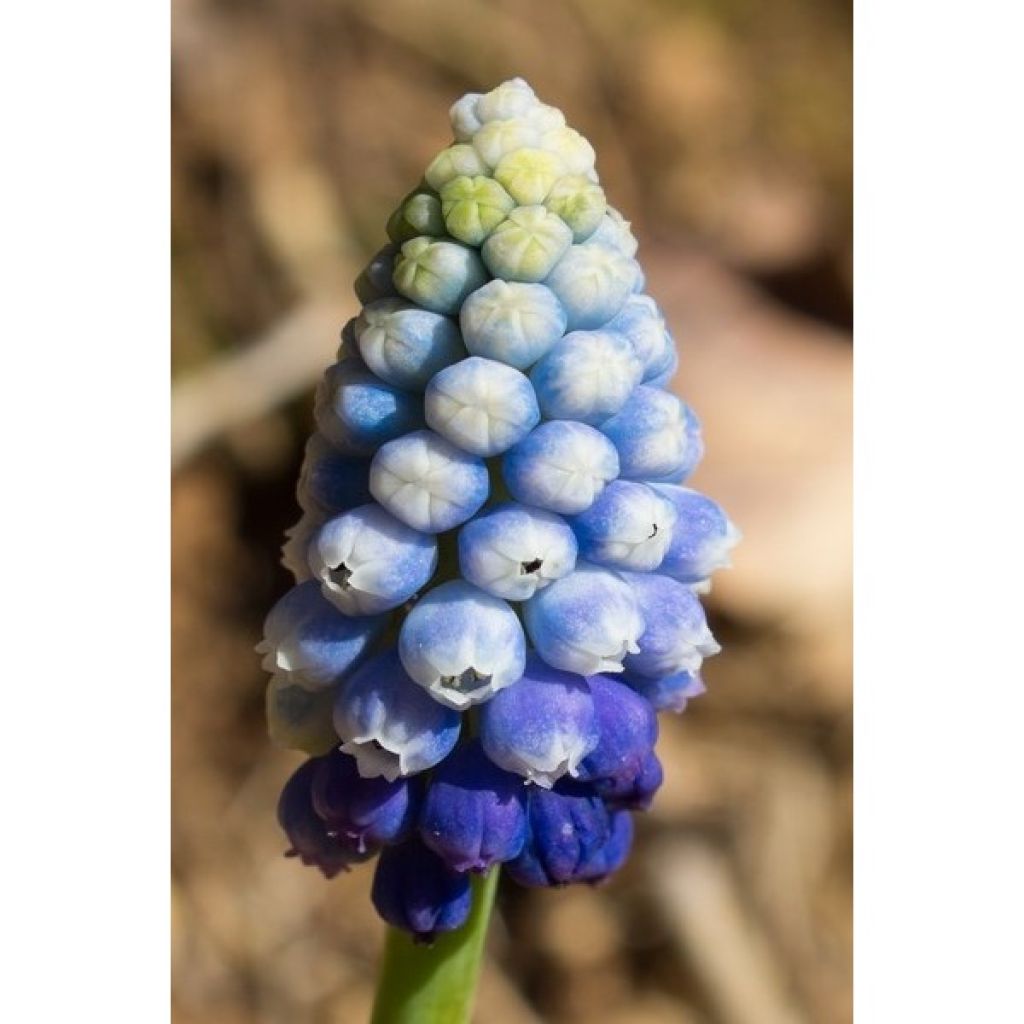 Coleção Muscari Magic