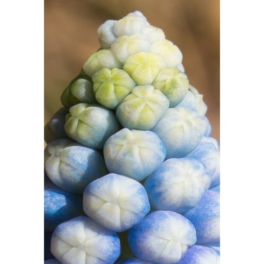 Coleção Muscari Magic