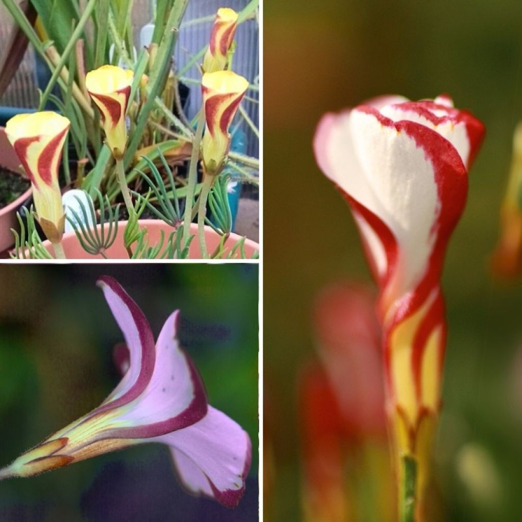 Coleção de <i>Oxalis</i> para interiores ou <i>Oxalis</i> de primavera