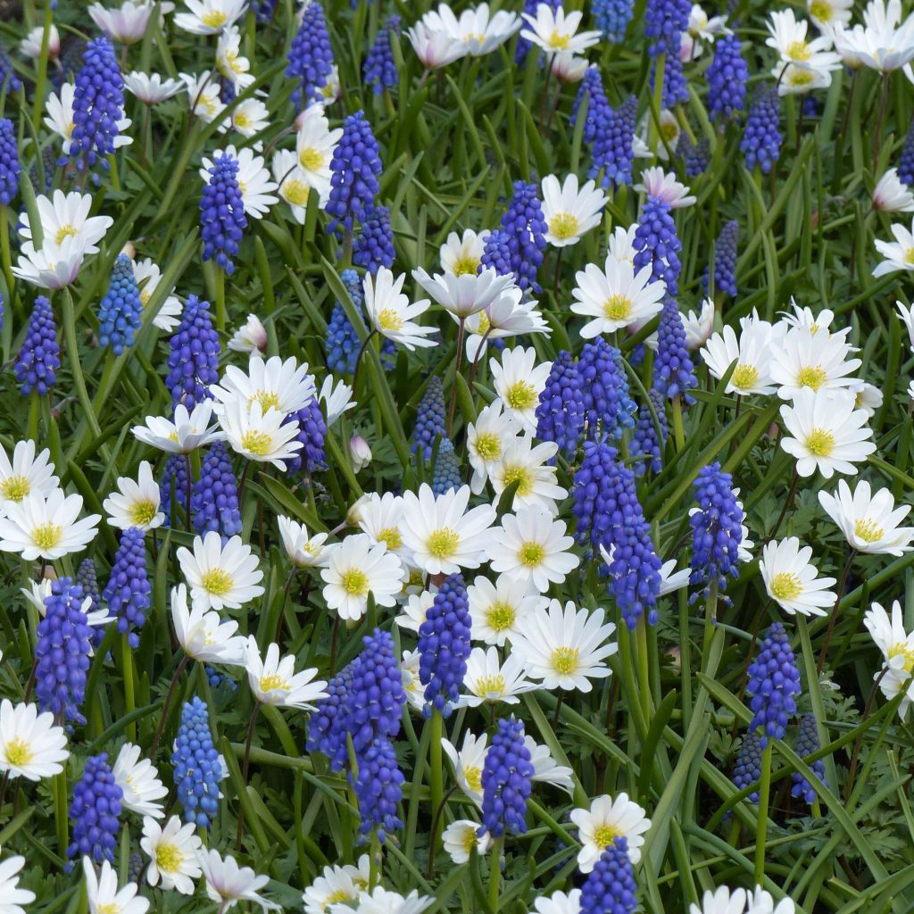 Coleção Pequenos Bolbos Primavera Azul e Branco