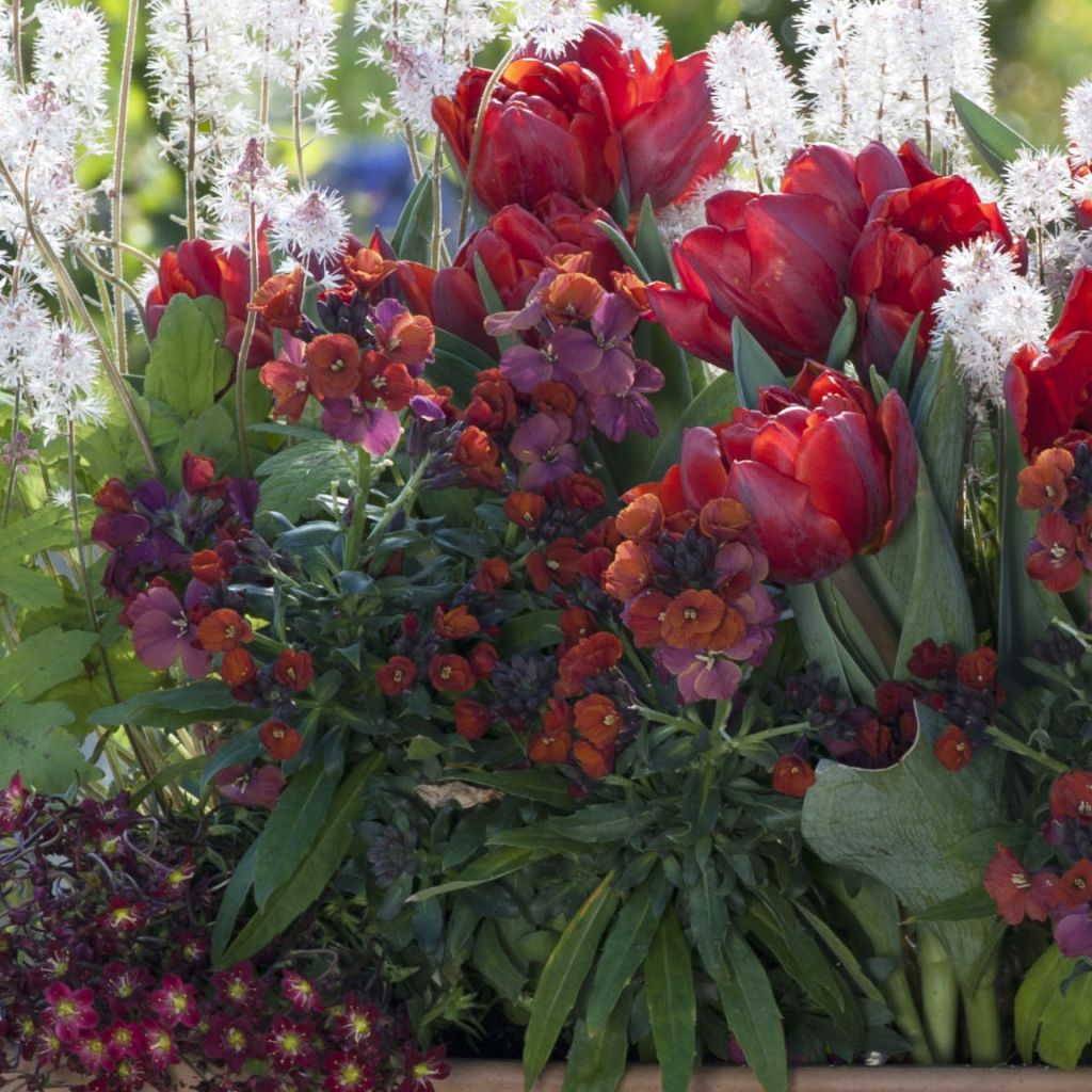 Coleção Primavera Vermelha Apaixonada