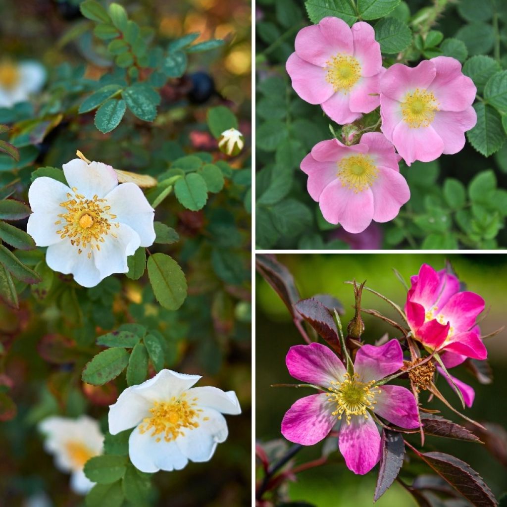 Coleção de Rosais Silvestres