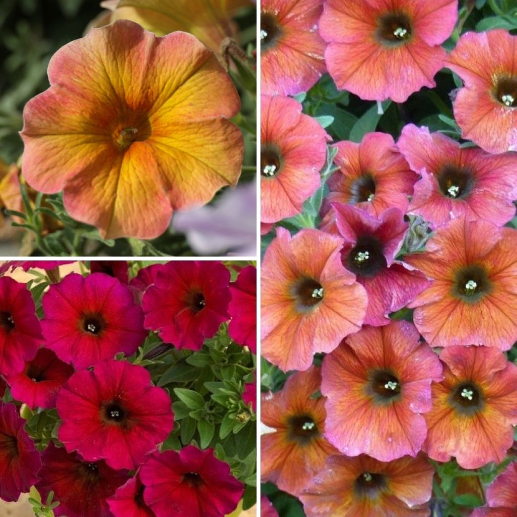 Coleção 3 Petúnias Beautical - Petchoa hybrida