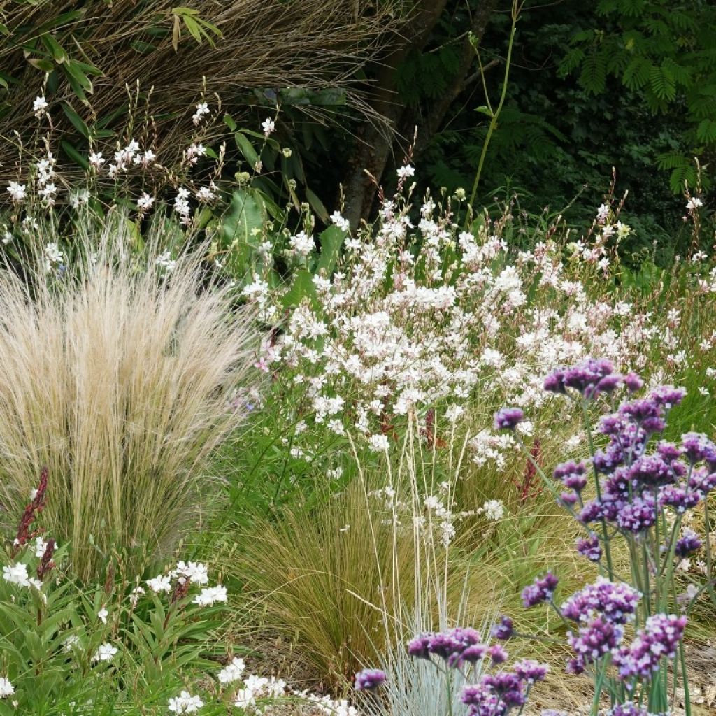 Coleção 3: Vivazes indispensáveis para pleno sol