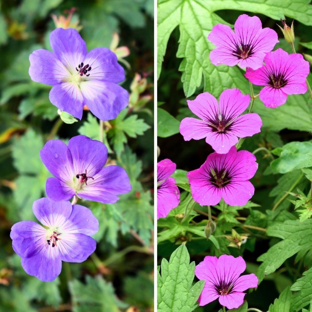 Coleção Gerânios Perenes Floração Longa