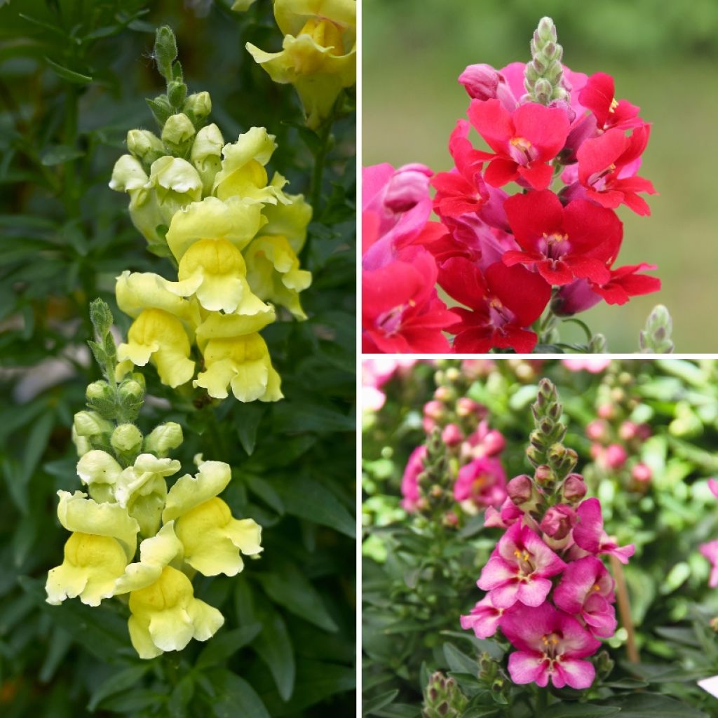 Coleção de Boca-de-lobo Antirrhinum