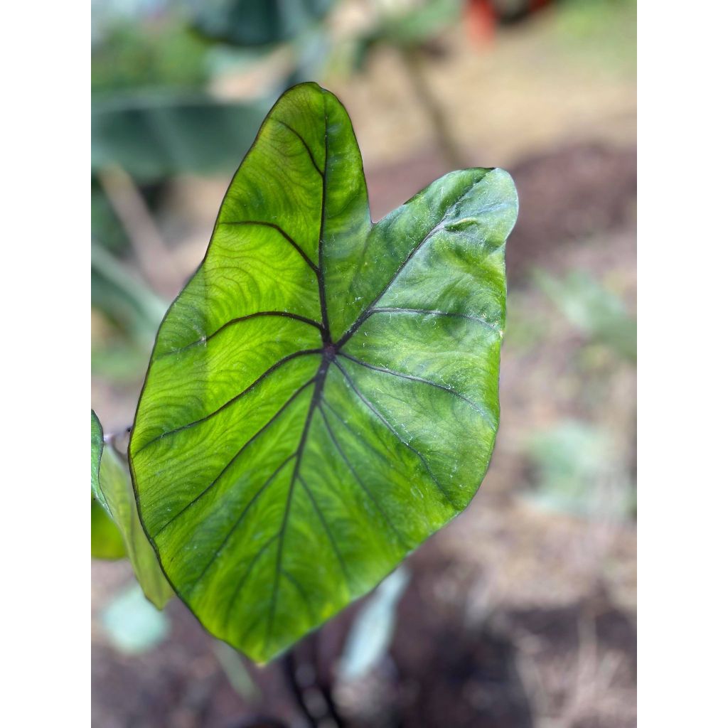 Colocasia Black Stem