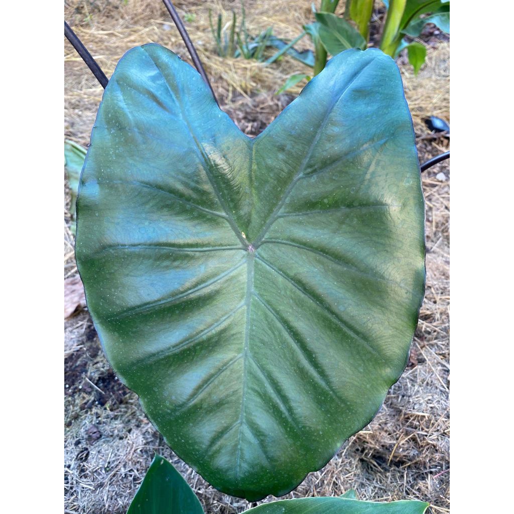 Colocasia Black Stem