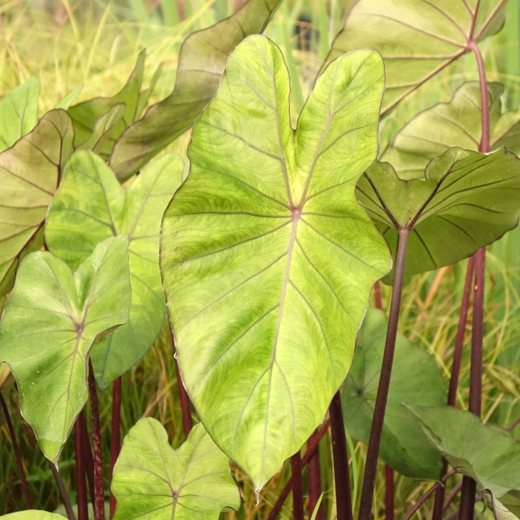 Colocasia esculenta Fontanesii