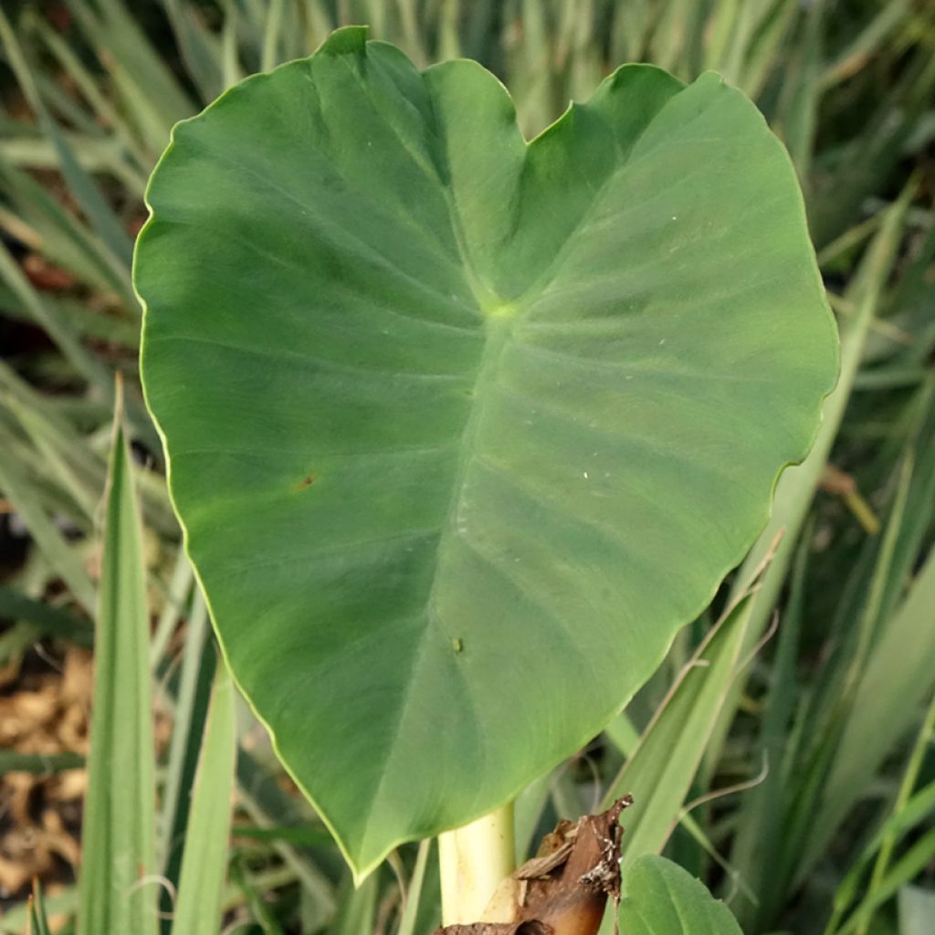 Colocasia Jack's Giant