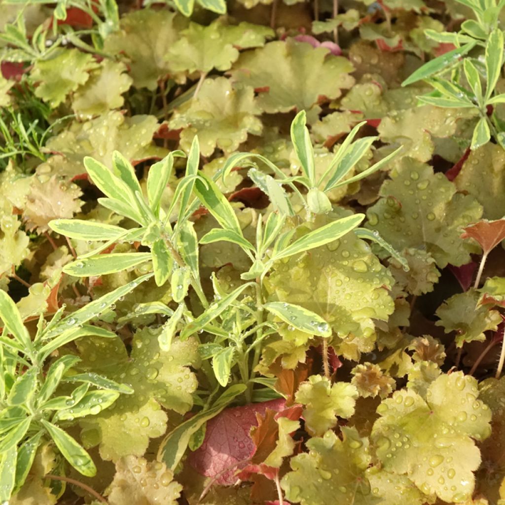 Composição Hidden Treasure - 3 plantas