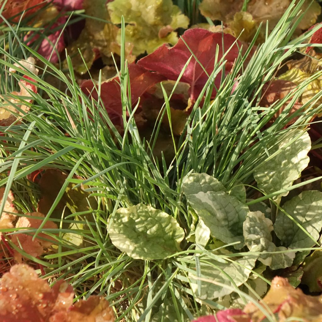 Composição Sunkissed - conjunto de 4 plantas