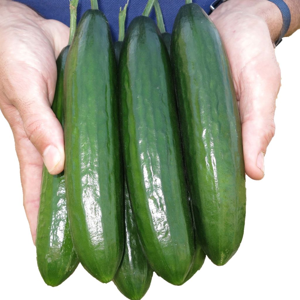 Pepino Enxertadas Crokdelis F1 plantas jovens