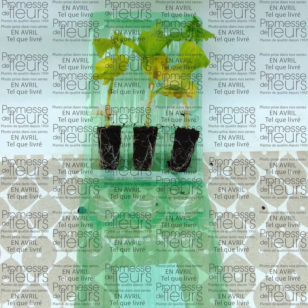 Pepino Enxertadas Crokdelis F1 plantas jovens