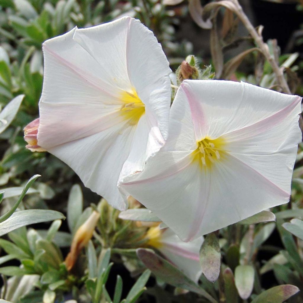 Convolvulus cneorum