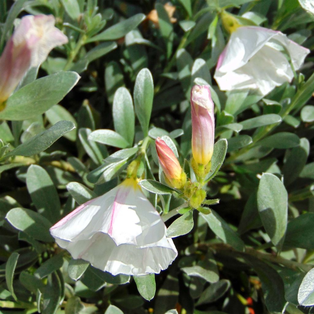 Convolvulus cneorum