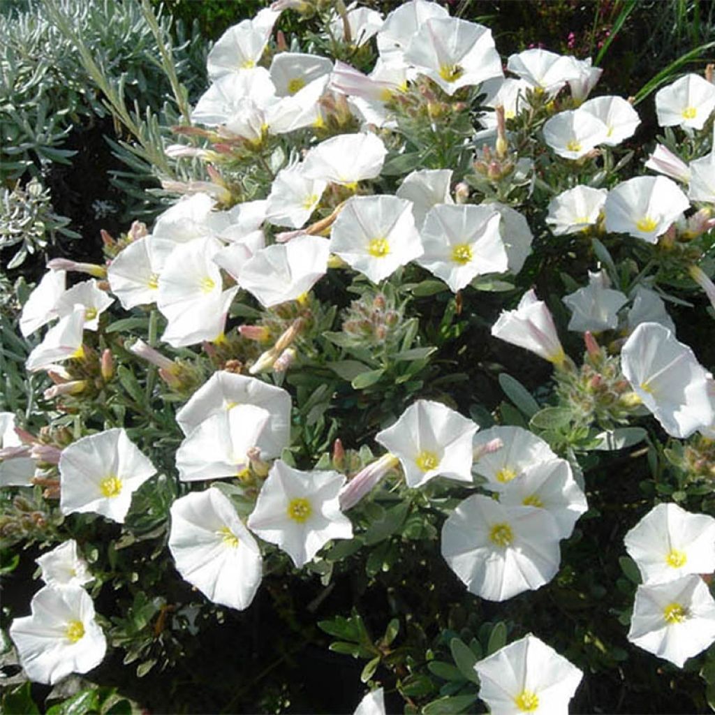 Convolvulus cneorum