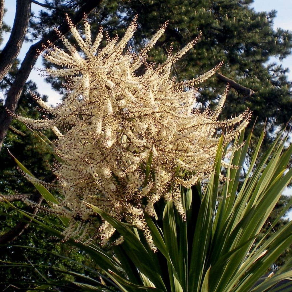 Cordyline australis