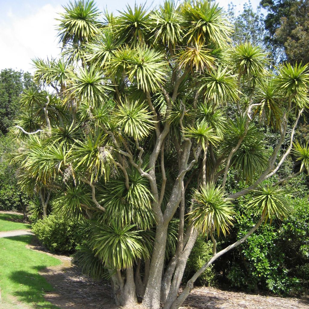 Cordyline australis