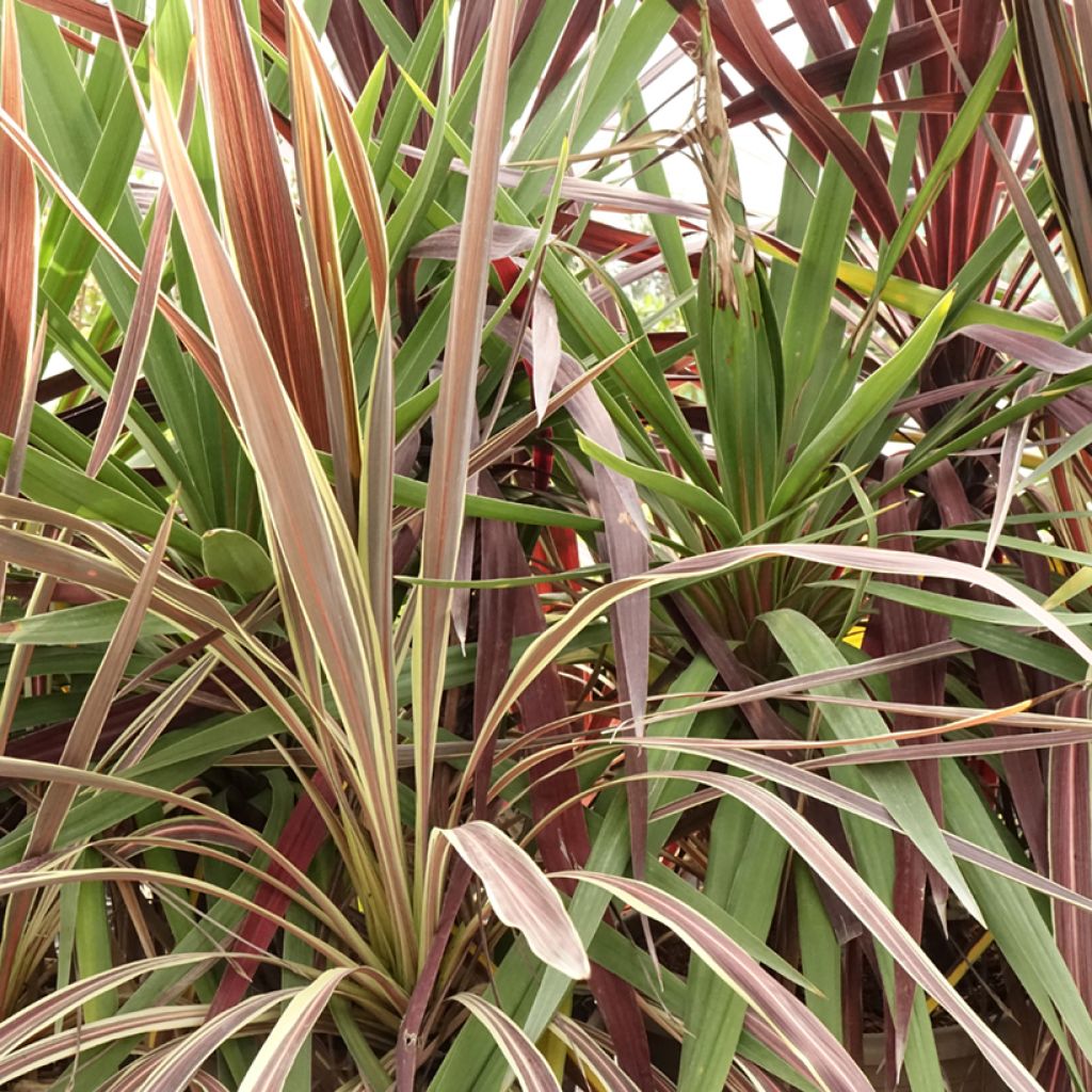 Cordyline Trio déco em vaso