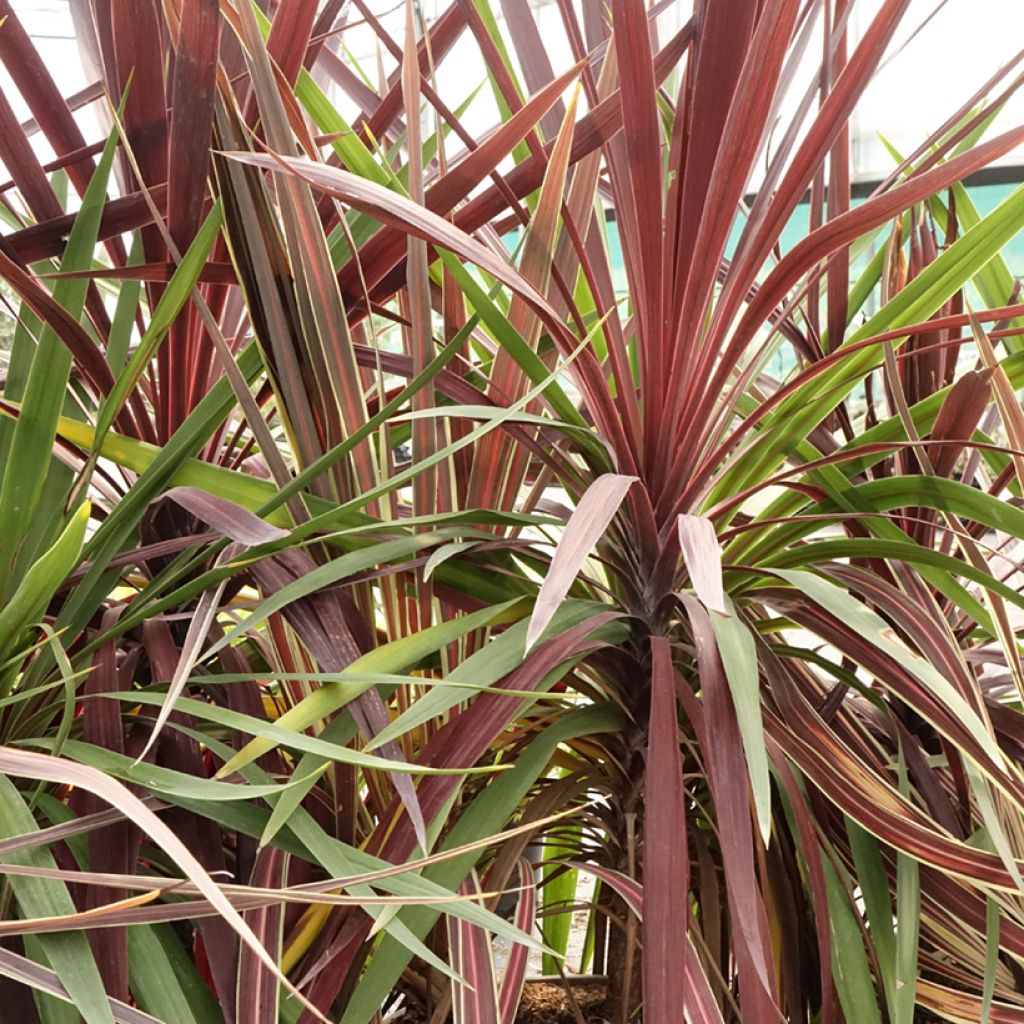 Cordyline Trio déco em vaso