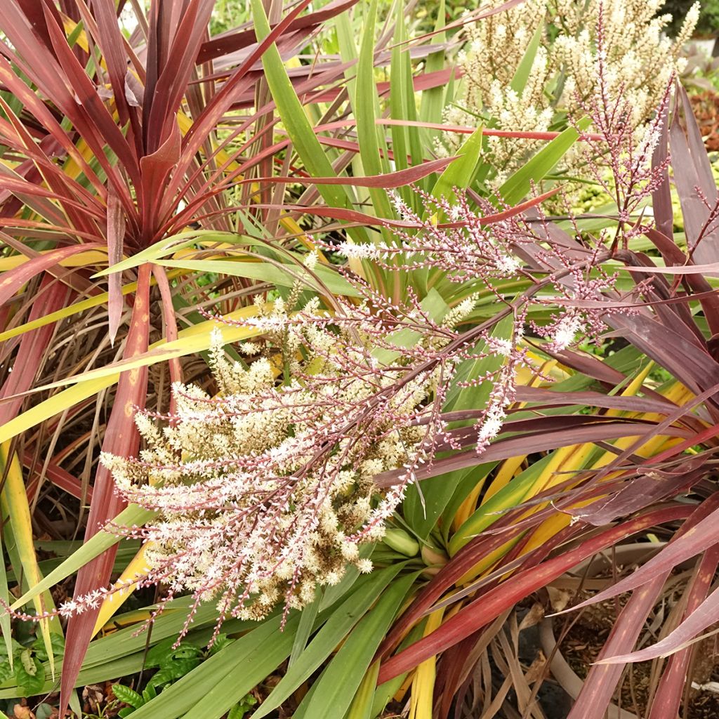 Cordyline Trio déco em vaso