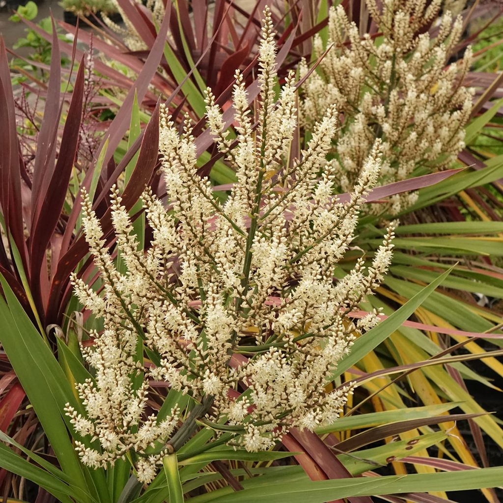 Cordyline Trio déco em vaso