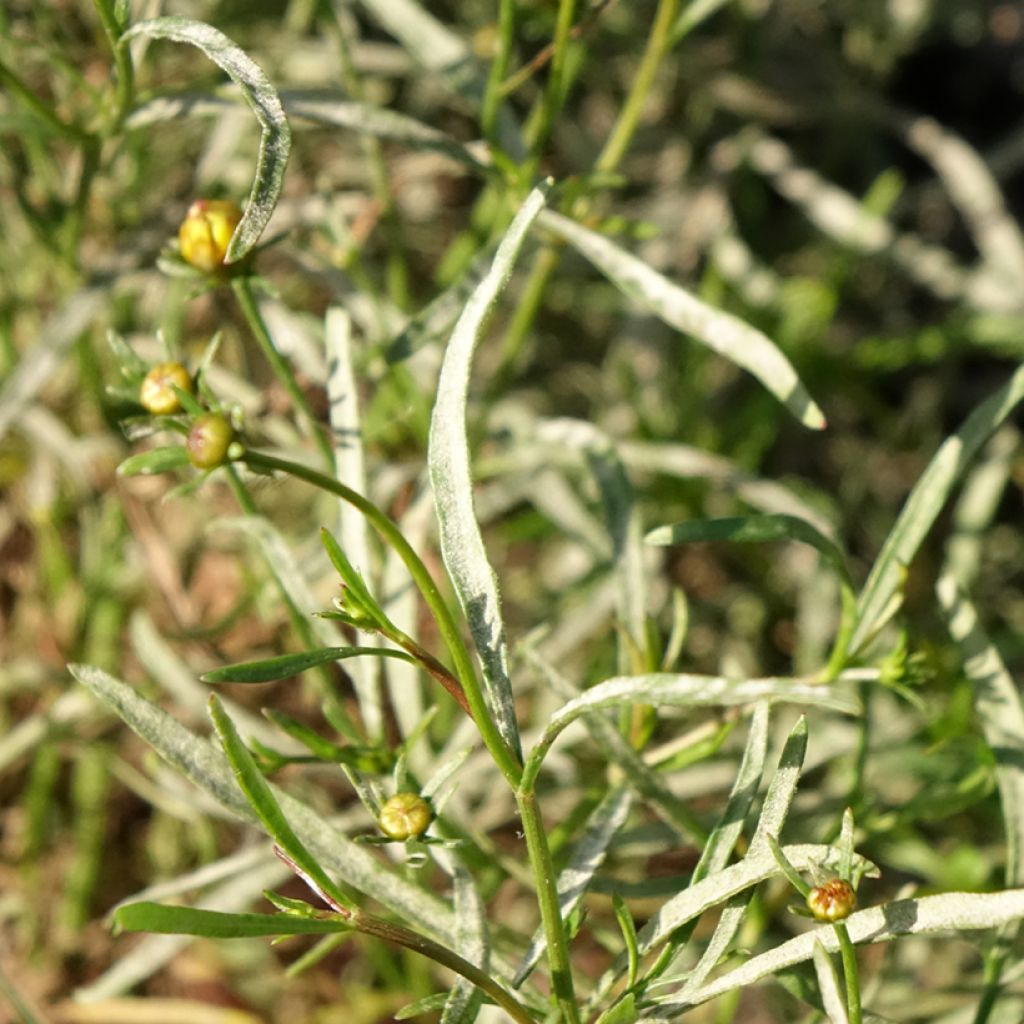 Coreópsis Madras Magic