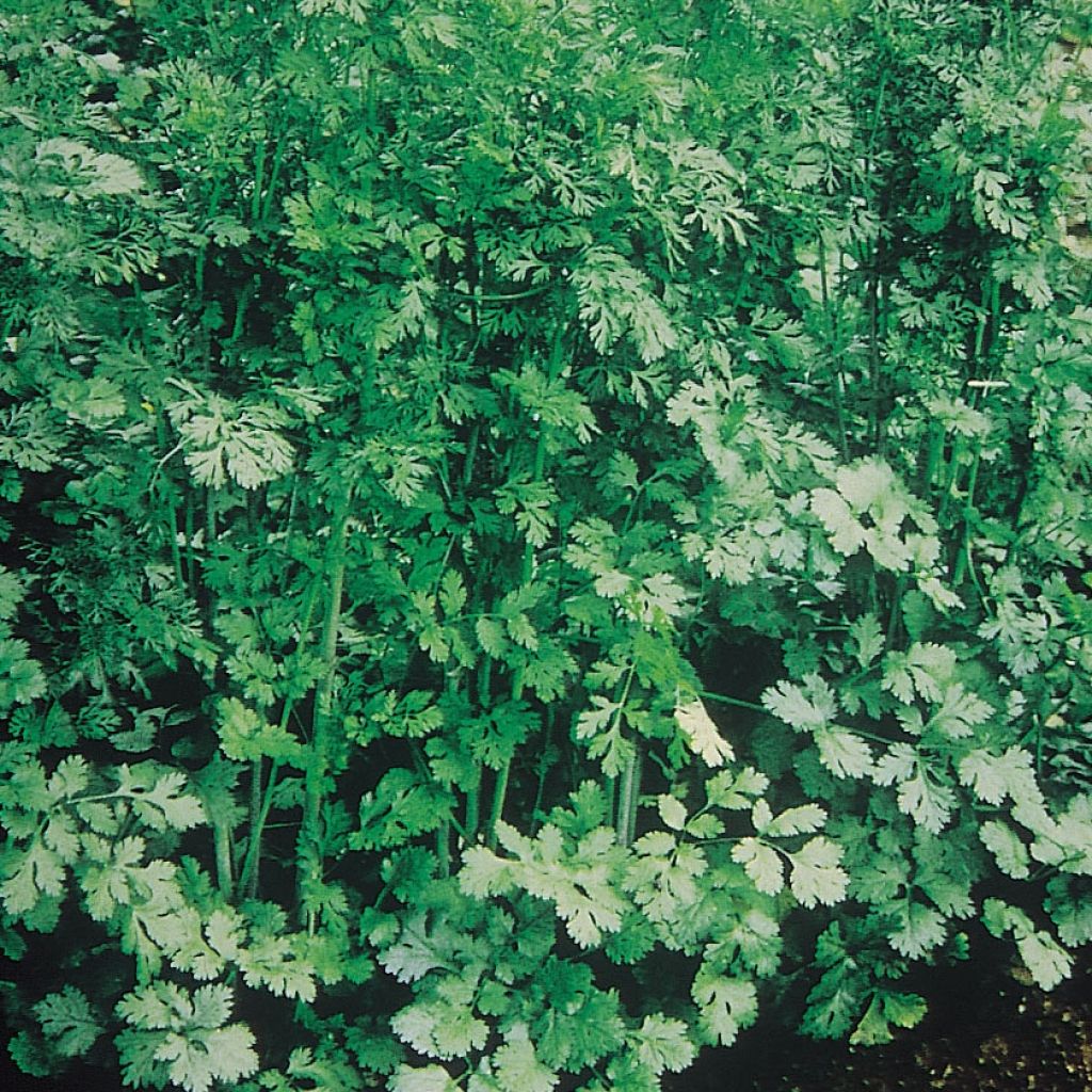 Coentro Eagle plantas jovens