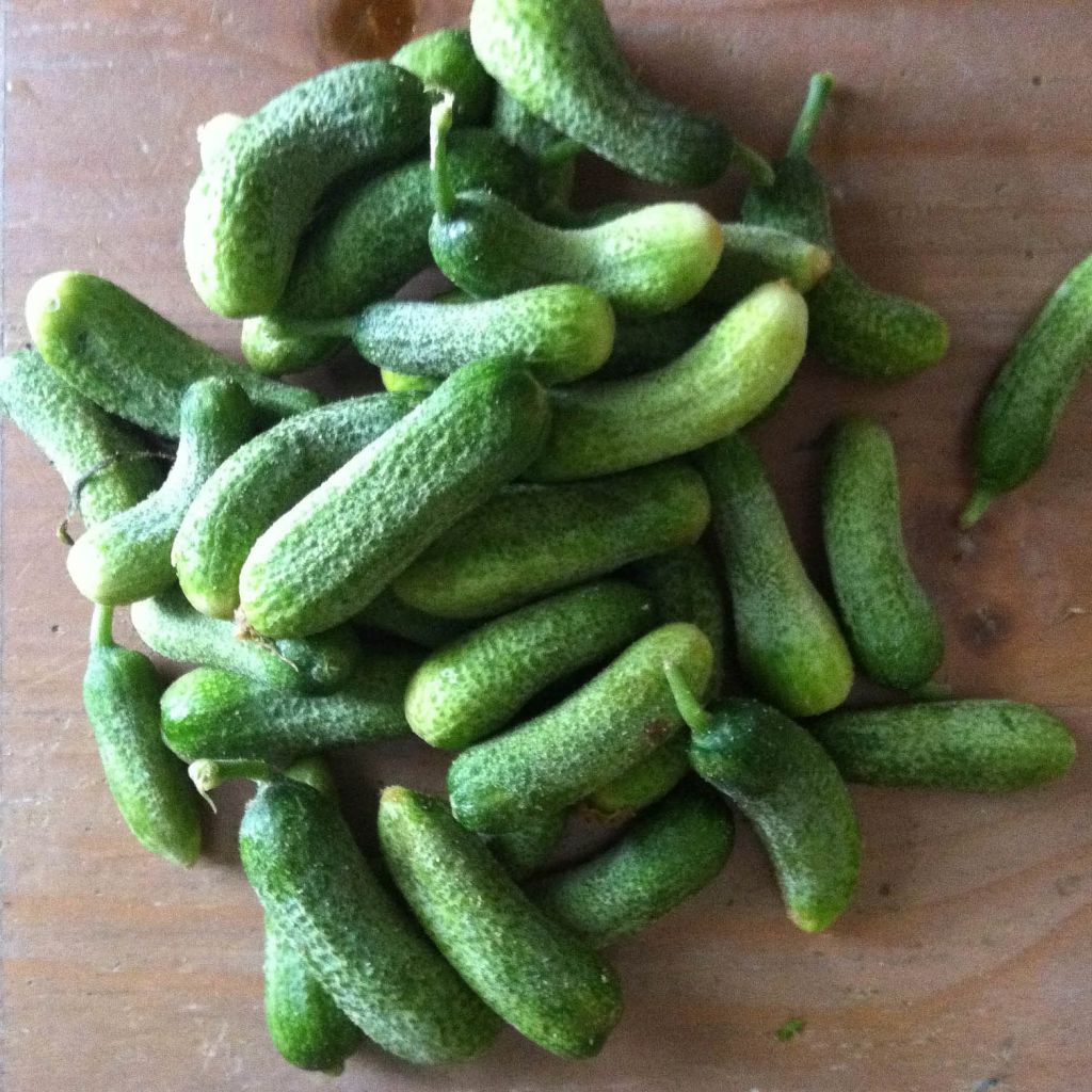 Pepino Szatmar F1 plantas jovens