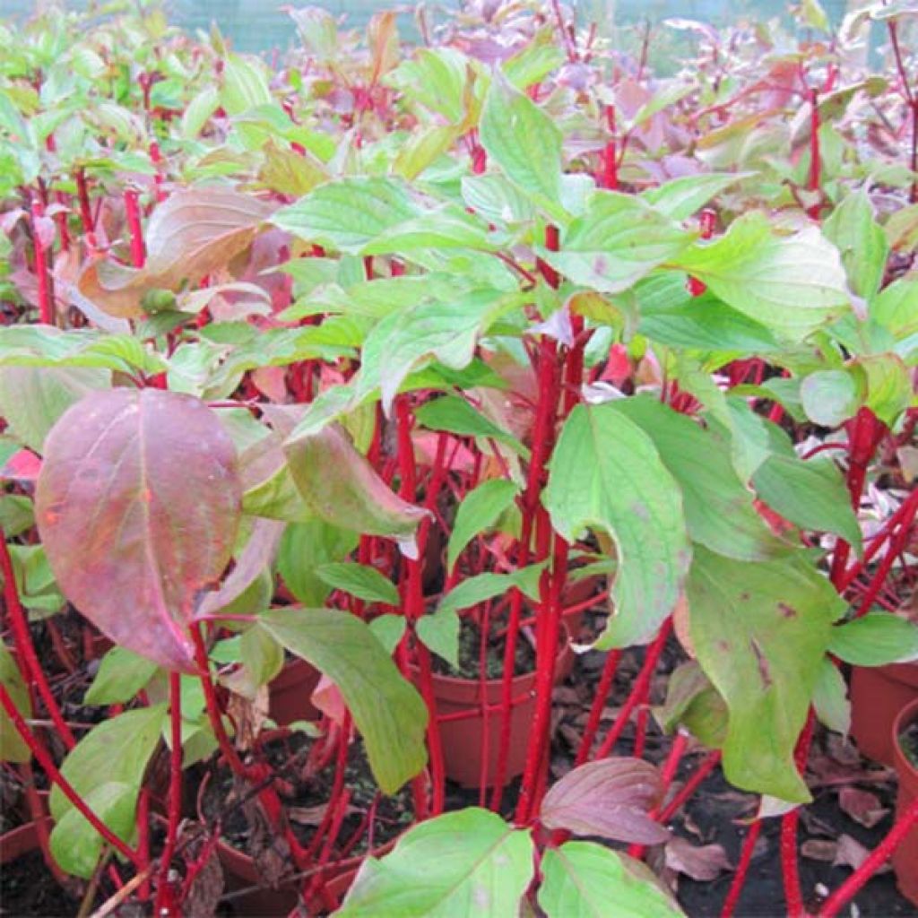 Corniso branco Baton Rouge