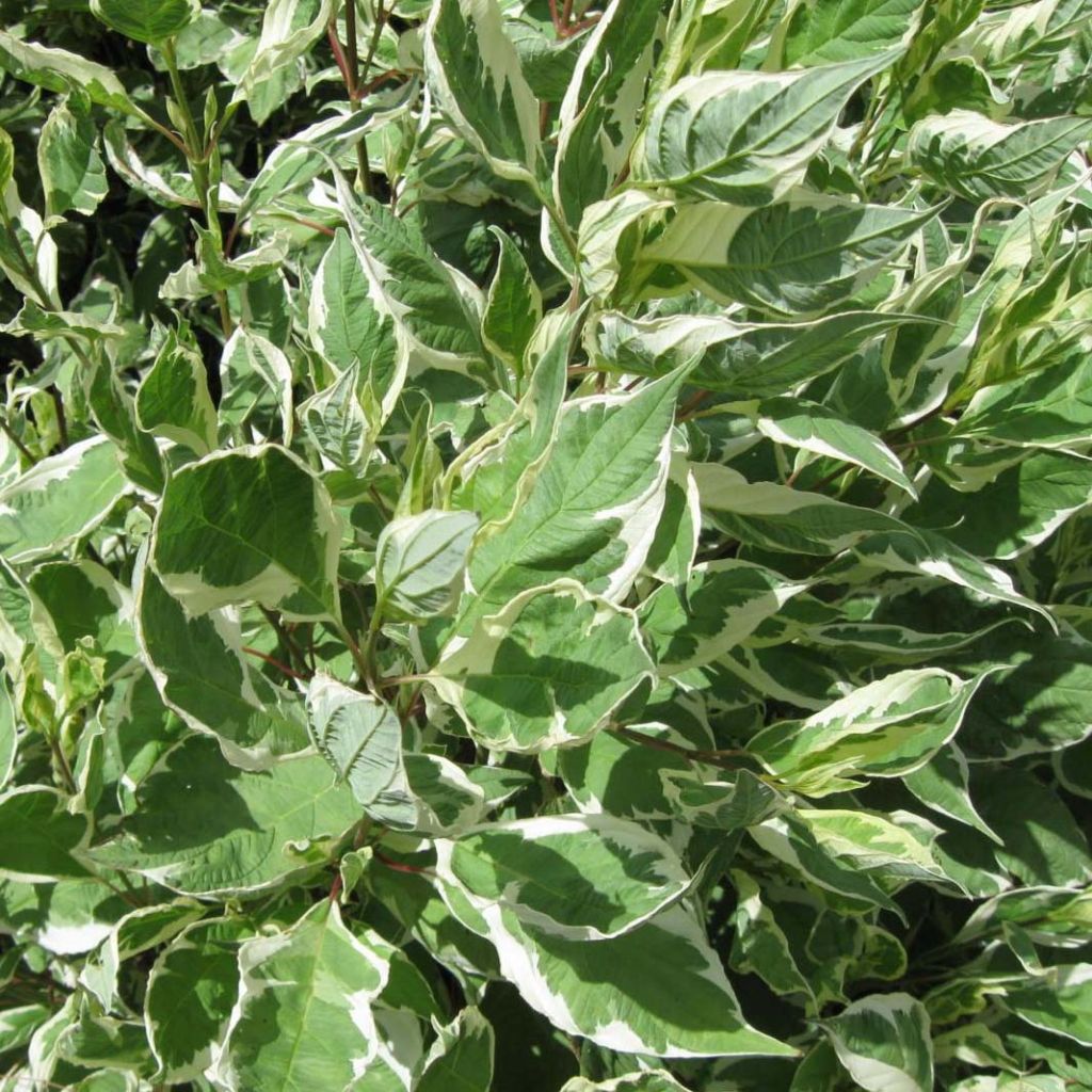 Corniso branco Ivory Halo