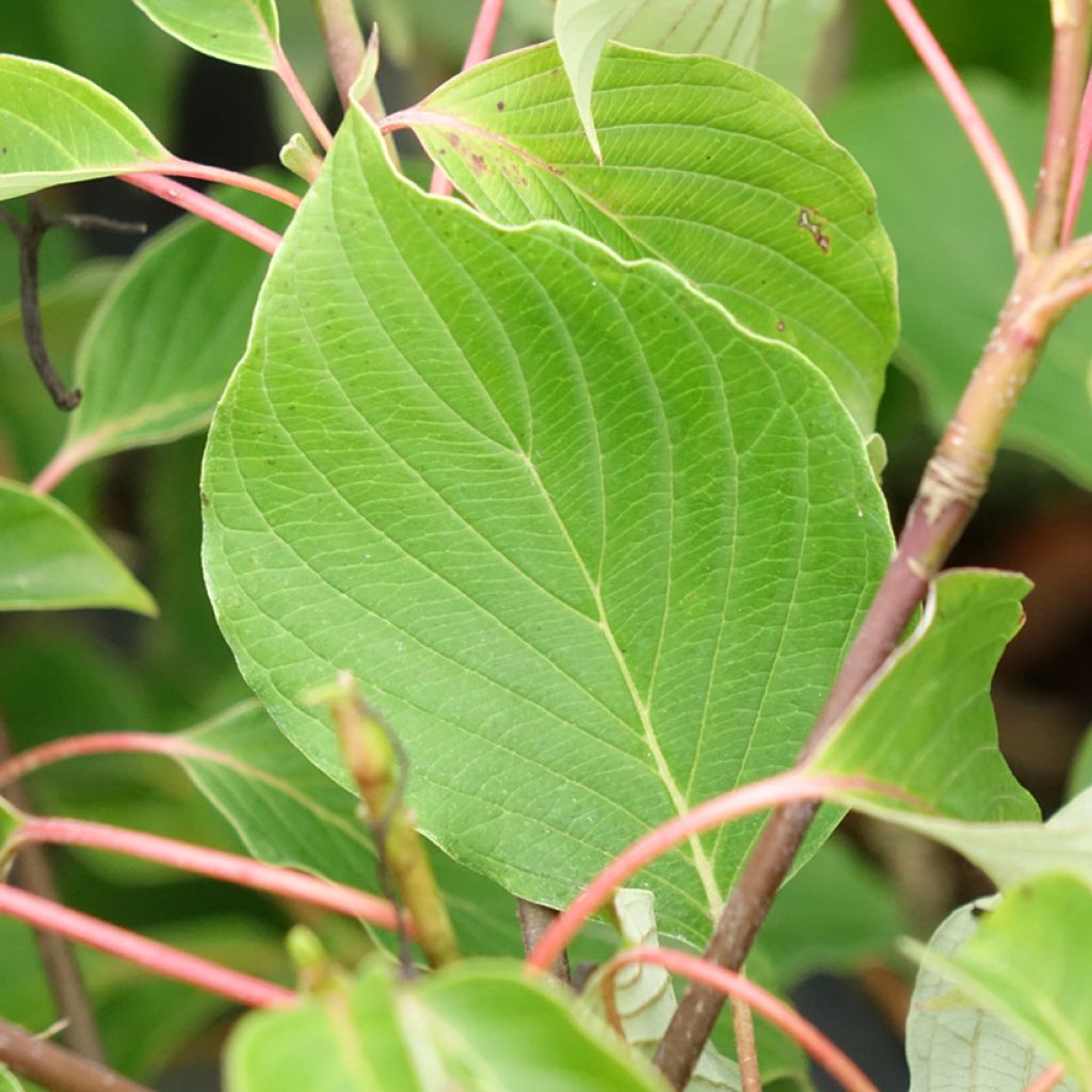 Cornus controversa Green Carpet