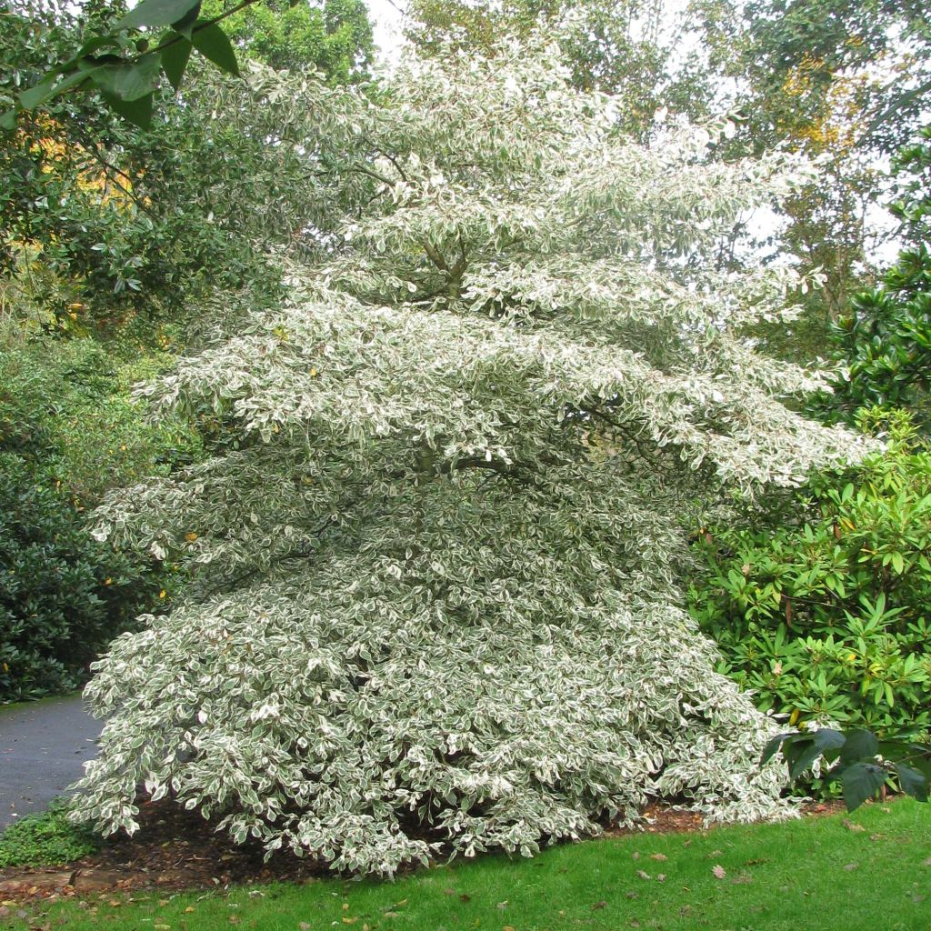 Cornus controversa Variegata