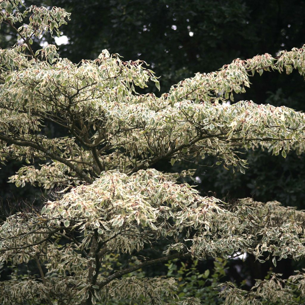 Cornus controversa Variegata