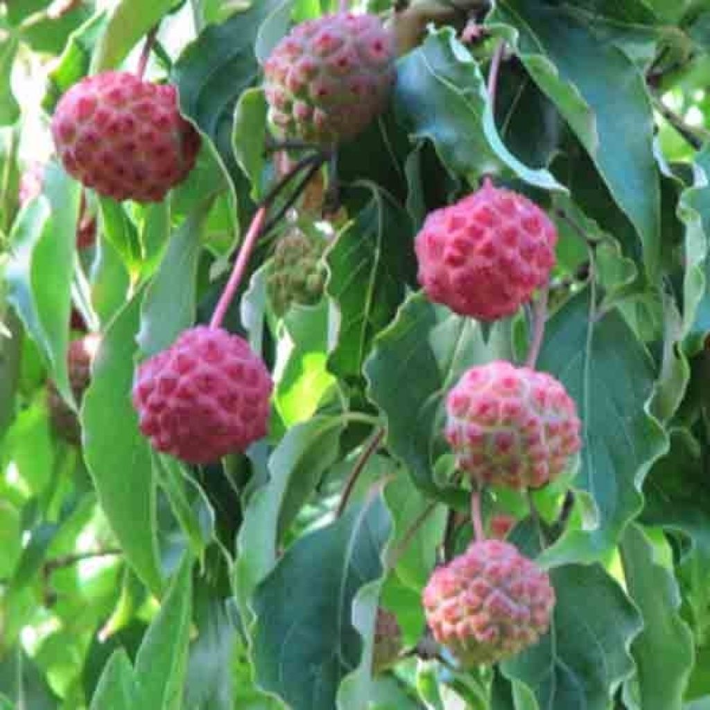 Corneiro-do-japão Milky Way - Cornus kousa