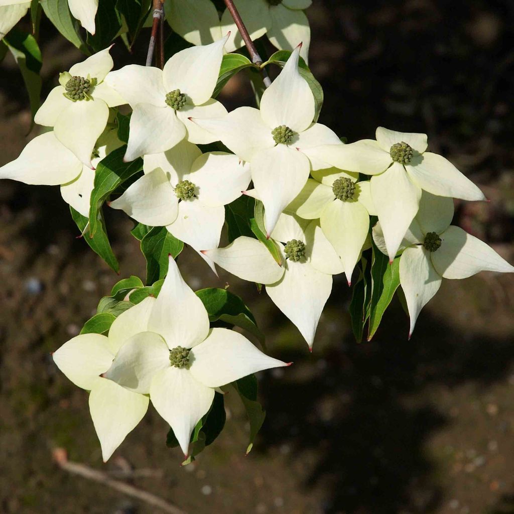 Corneiro-do-japão Milky Way - Cornus kousa