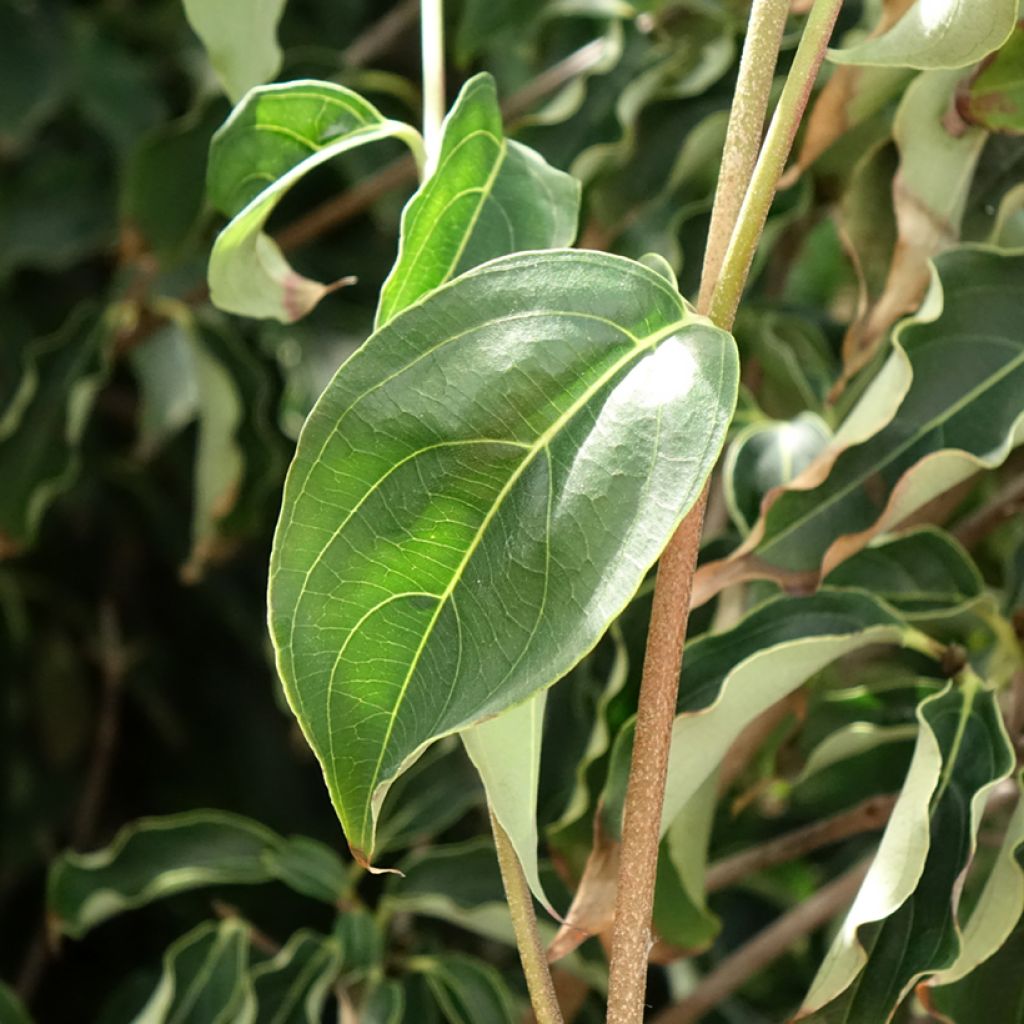 Corneiro-do-japão Robert's Select - Cornus kousa