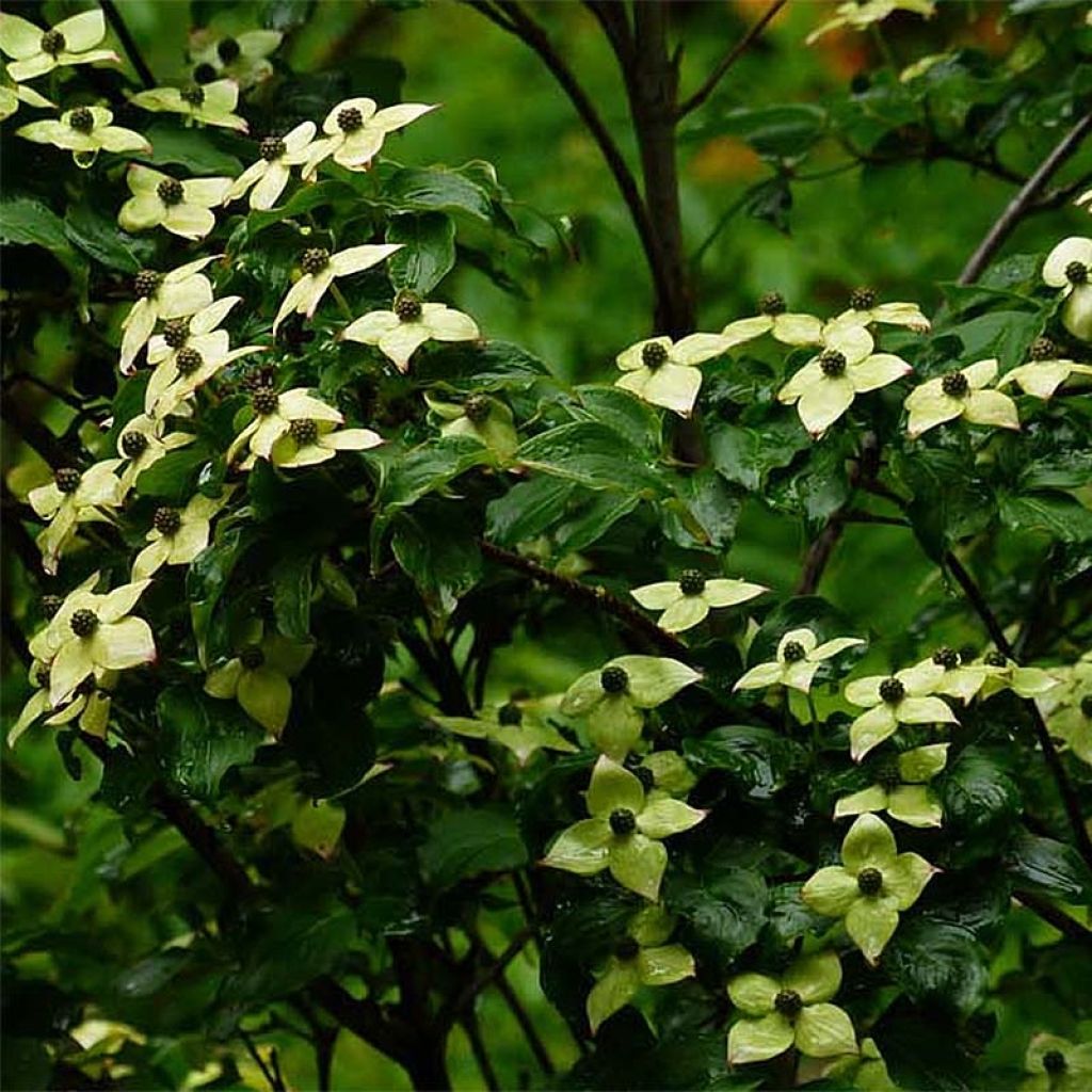 Corneiro-do-japão Wieting's Select - Cornus kousa