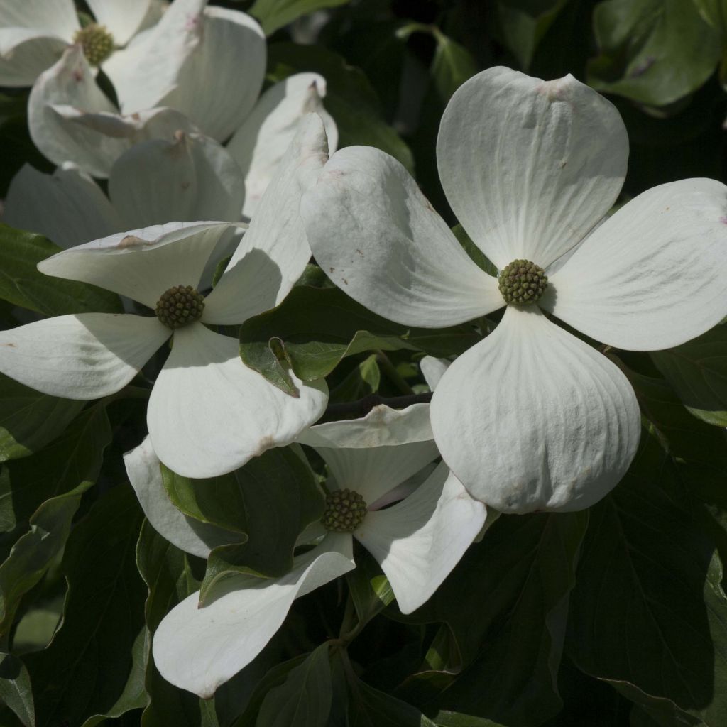 Cornus kousa Venus