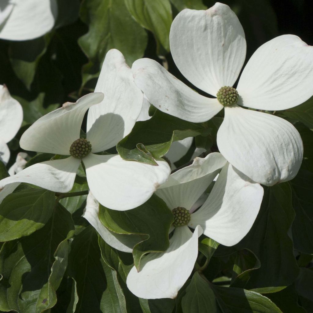 Cornus kousa Venus