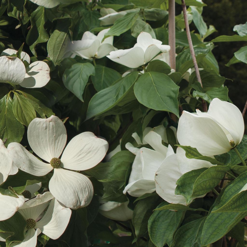 Cornus kousa Venus