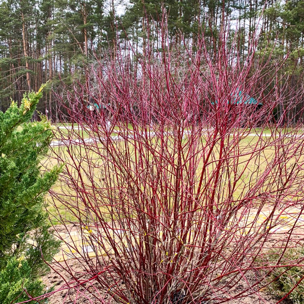 Cornus sanguinea