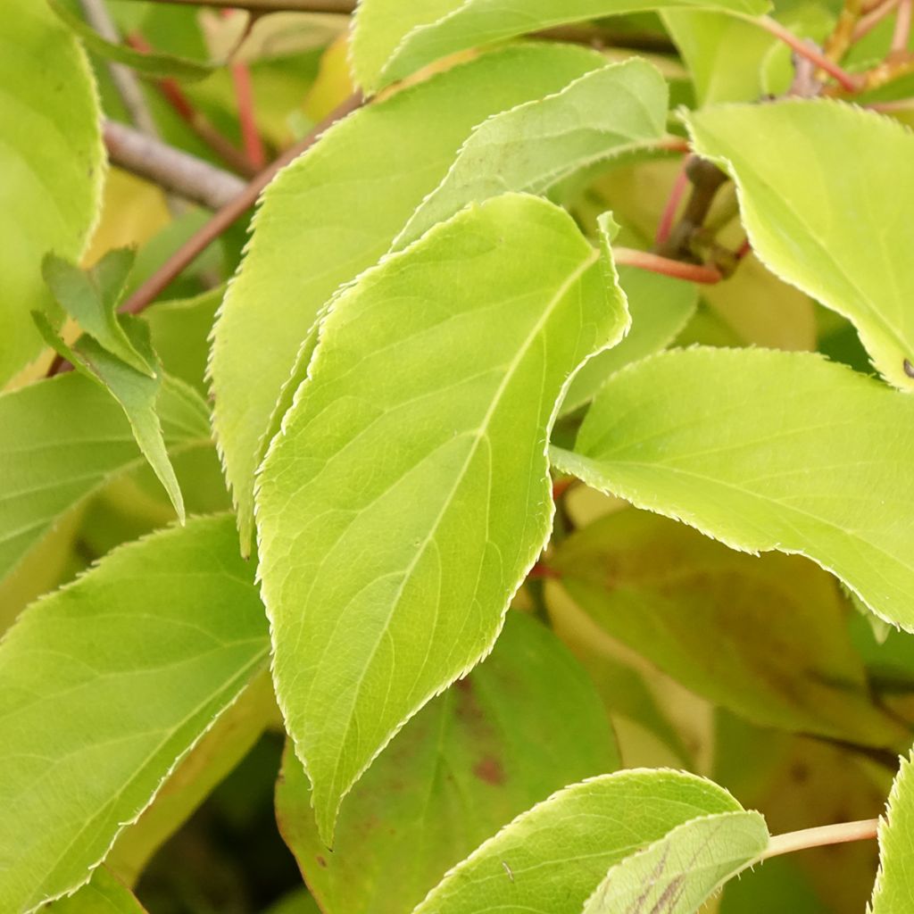 Cornus sanguinea Magic Flame