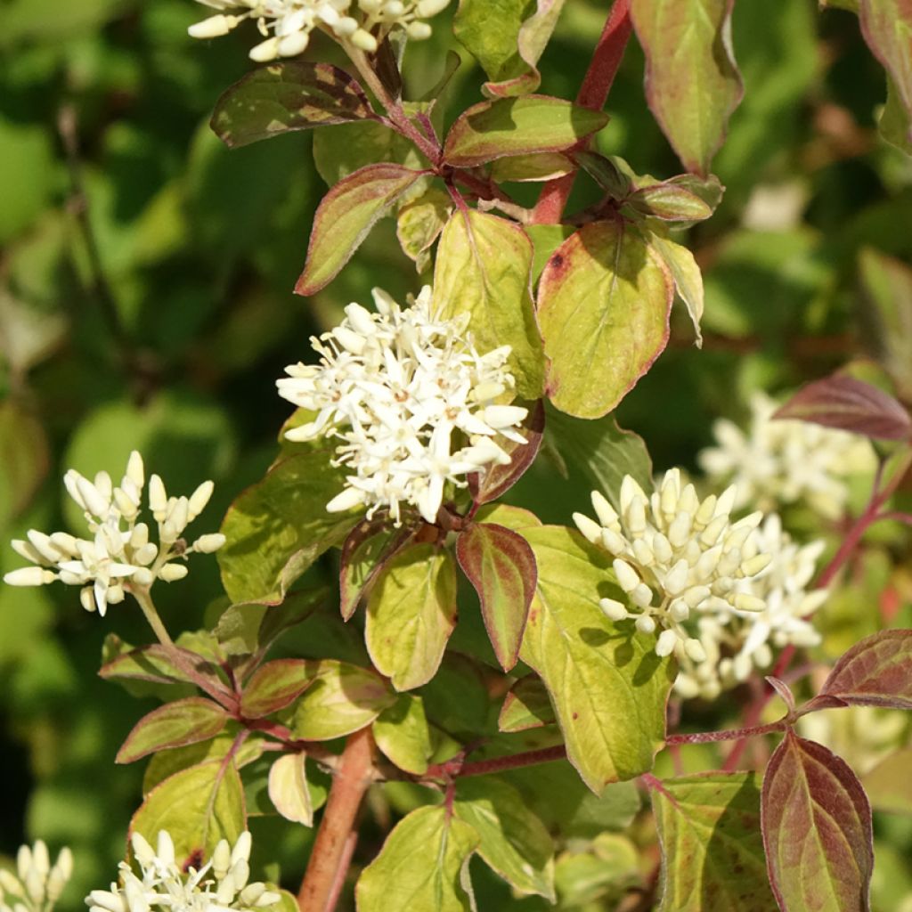 Cornus sanguinea Mid Winter Fire